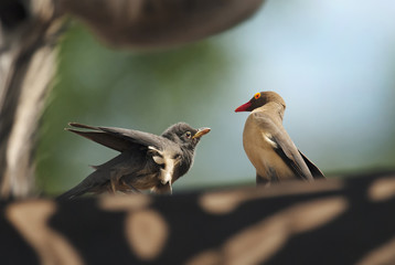 Red-billed Oxpecker, Buphagus erythrorhynchus, bird on the zebra, Hluhluwe-Imfolozi Park, South Africa