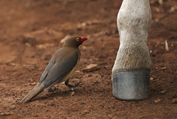 Red-billed Oxpecker, Buphagus erythrorhynchus, bird on the zebra, Hluhluwe-Imfolozi Park, South Africa