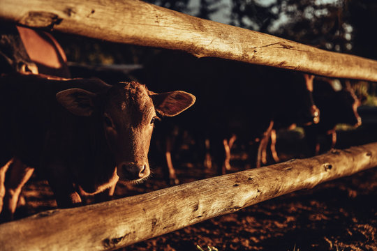 Cow sticks head through fence 