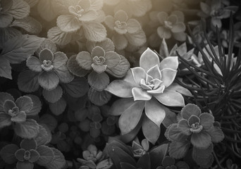 Succulent flowerbeds plant in the garden. This is a species of cactus family that is resistant to extreme weather and is decorated in the home