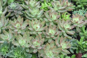 Succulent flowerbeds plant in the garden. This is a species of cactus family that is resistant to extreme weather and is decorated in the home