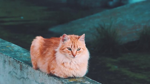 beautiful fluffy red cat on wall