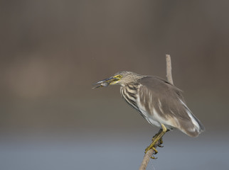 The Indian pond heron with fish