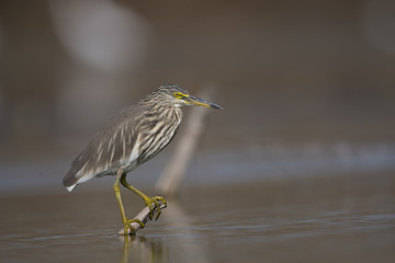 The Indian pond heron