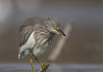 The Indian pond heron