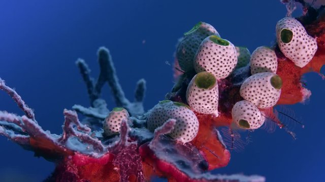 Colony of green Sea Squirts (Atriolum robustum) located on a red sponge, WAKATOBI, Indonesia