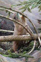 Prairie dog nibbling fir tree