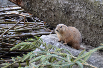 Prairie dog sitting alone among spruce