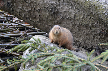 Prairie dog sitting among spruce