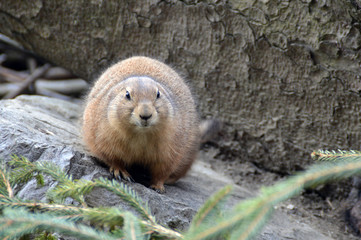 Prairie dog so fluffy