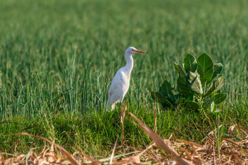 Rajasthan, India - between Delhi and Pakistan, a desertic region where a wide variety of wildlife can be seen at close range: birds, deers, monkeys, moongooses, 100% wild and free