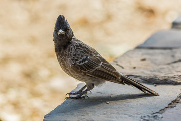Rajasthan, India - between Delhi and Pakistan, a desertic region where a wide variety of wildlife can be seen at close range: birds, deers, monkeys, moongooses, 100% wild and free