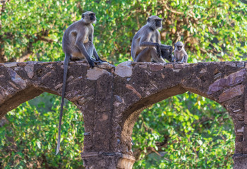 Rajasthan, India - between Delhi and Pakistan, a desertic region where a wide variety of wildlife can be seen at close range: birds, deers, monkeys, moongooses, 100% wild and free