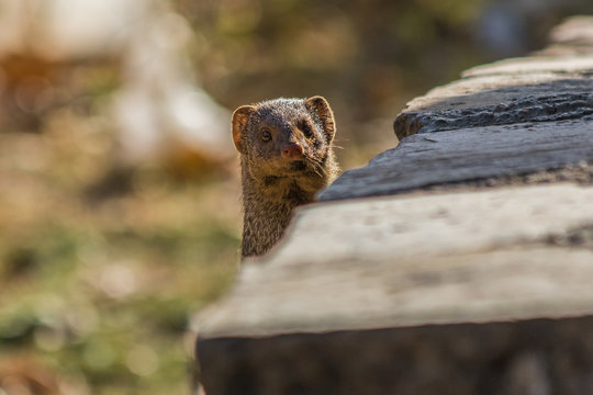 Rajasthan, India - between Delhi and Pakistan, a desertic region where a wide variety of wildlife can be seen at close range: birds, deers, monkeys, moongooses, 100% wild and free