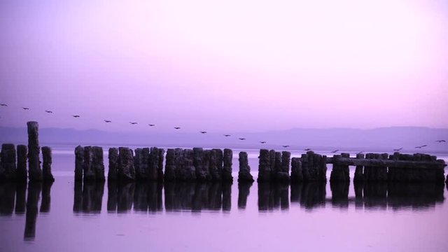 Pan shot of birds flying over wooden posts amidst sea against clear sky at dusk