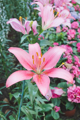 Beautiful pink lily flower in botanic garden floral decoration
