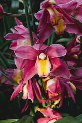 Cymbidium orchids flower in botanic garden floral decoration.