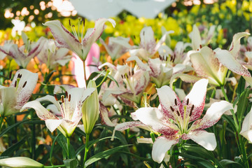 Beautiful white lily flower in botanic garden floral decoration