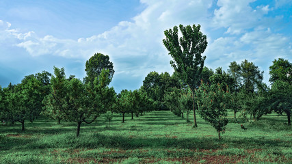 frutteto biologico chiari