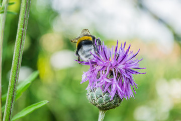 Bumblebee on a flower thistle 