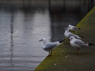 Mouette