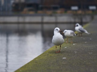 Mouette