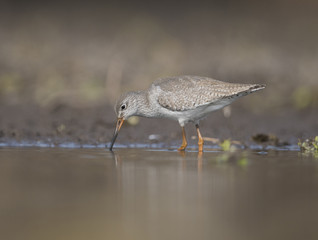 Common redshank ( Tringa totanus)