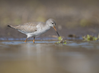 Common redshank ( Tringa totanus)