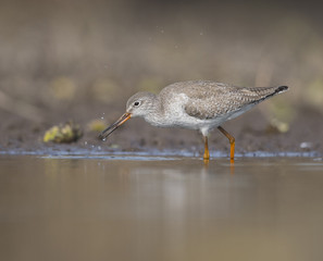 Common redshank ( Tringa totanus)