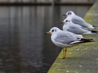 Obraz premium Mouette