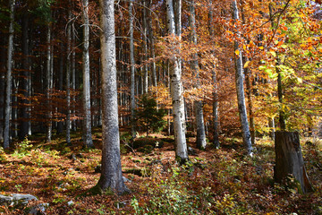 The paintings of the forests