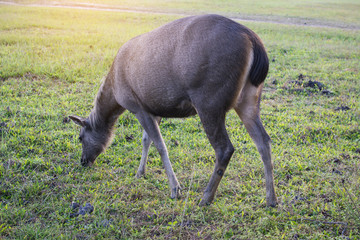 Deer at pine forest on top mountain in Phu Kradueng National Park,Thailand