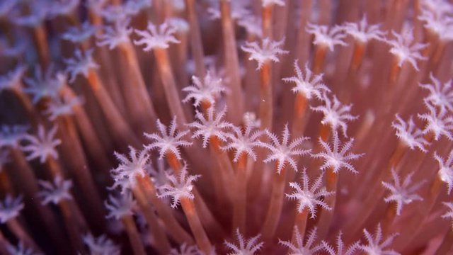 Xenia coral. Waving hand corals, pulse corals, close up, WAKATOBI,Indonesia, slow motion