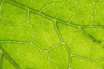 Background in abstract shape, macro photography. A detail of a leaf