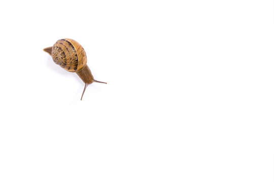 Snail isolated in white background with copy space
