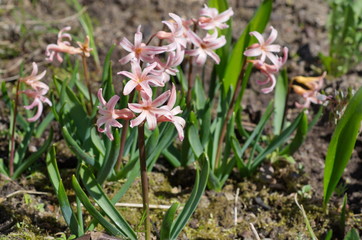 Pink hyacinths spring flowers bloom in the garden