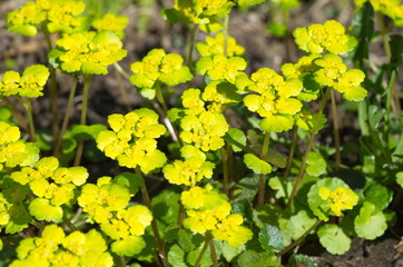 Chrysosplenium alternifolium - yellow spring forest flower