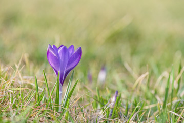 Beautiful violet crocus grow in meadow. Early spring flower, natural green background. 
