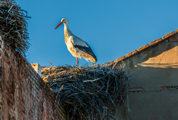 Stork, profile view, at sunset in a nest placed in a corner between two walls.