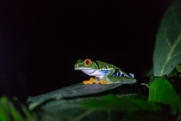 Frog in Costa Rica