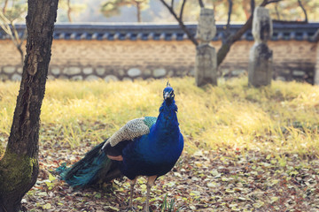 Obraz premium Peacocks walking freely