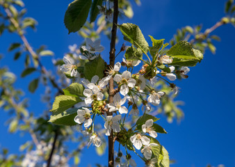 Bunches of white cherry blossoms.