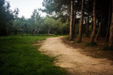 Walking by the Forest