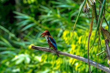 Kingfisher bird