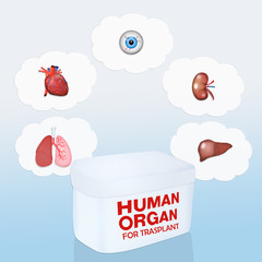 Human organ for trasplant