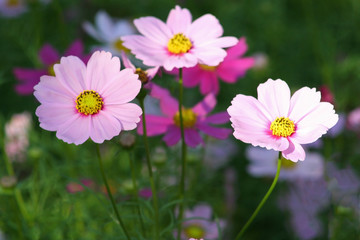 Pink flowers blooming  background, Mexican Aster flower at Chiang Mai Flower Festival,Held in February of each year.