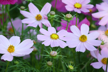 Pink flowers blooming  background, Mexican Aster flower at Chiang Mai Flower Festival,Held in February of each year.
