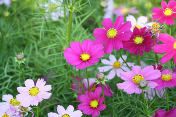Fototapeta na wymiar Dark Pink flowers blooming background, Mexican Aster flower at Chiang Mai Flower Festival,Held in February of each year.