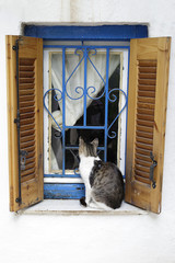 Cat sitting on a window ledge, Anafiotika neighborhood, Plaka, Athens