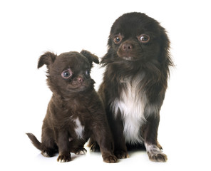 two chihuahua in studio